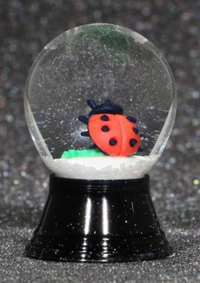 25 P Marienk&#228;fer Klee